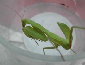 草丛杀手攻略,草丛杀手完整版视频