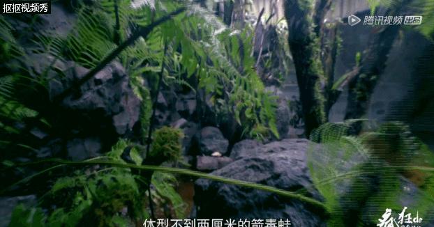 腾讯最新纪录片，记录人与毒宠的相爱相杀，堪称开年第一！