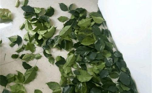 幸福树叶子发黄焦枯了怎么办,幸福树叶边发黑焦枯怎么办