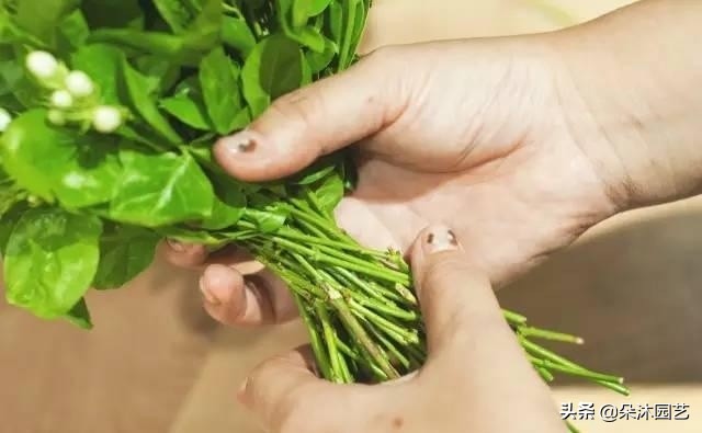 鲜花扎花束教程,手把手教你螺旋花束扎法