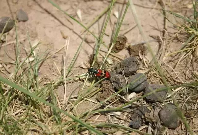 牛粪猪粪鸡粪牛粪各有什么优缺点,牛粪鸡粪猪粪混合哪个肥效更好