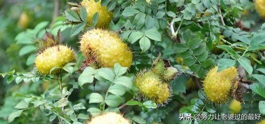 农村的稀有野味,一个比一个贵,最后一个好多人都没见过