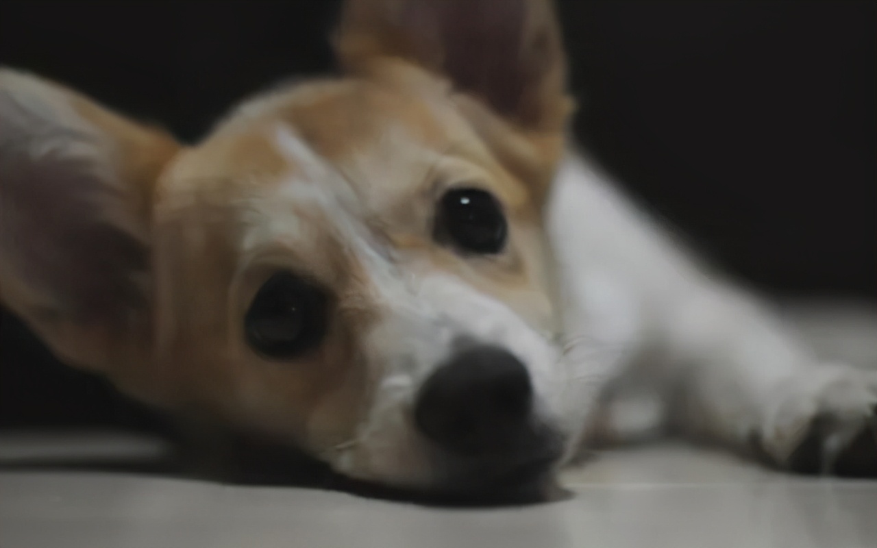 狗狗做错事假装把它丢出门外,狗子不听话可以送出去吓唬它吗