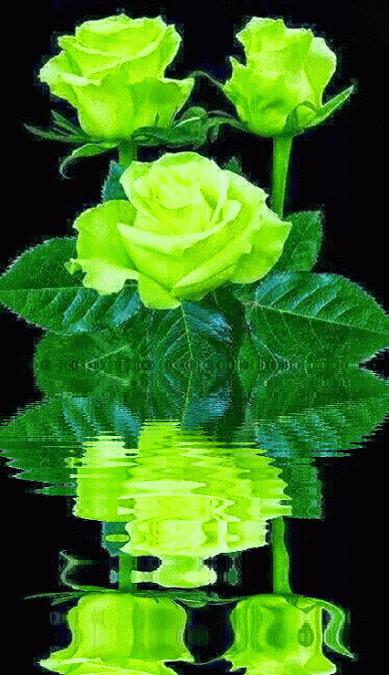 几十张绝美的图,绝美花的倒影100张图片