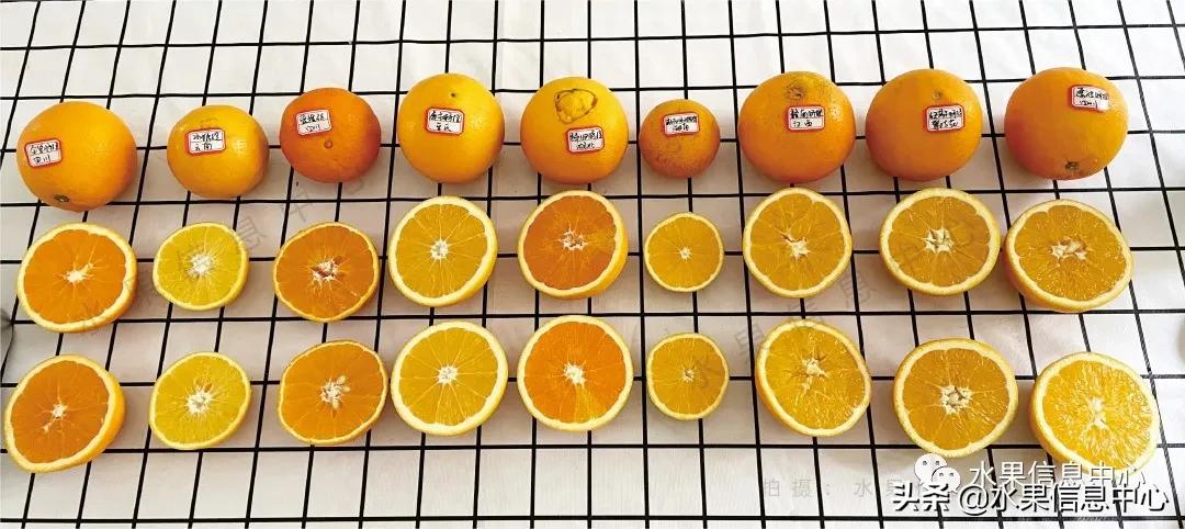 9种橙子,橙子正宗赣南脐橙测评