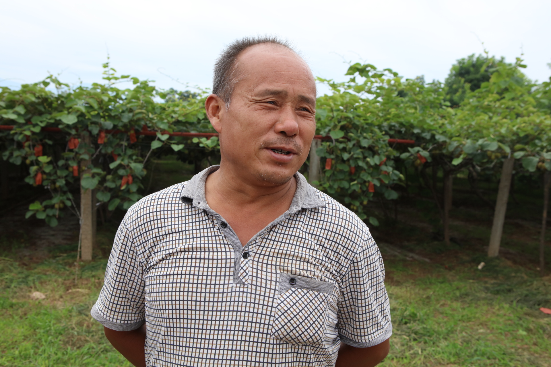 眉县农业猕猴桃,眉县种猕猴桃致富