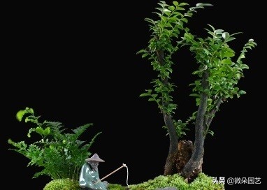 小叶紫檀盆栽的养护方法,小叶紫檀盆栽怎么养得好