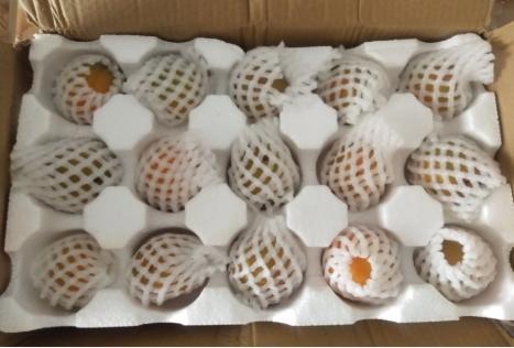 陕西金太阳新鲜杏子,陕西金太阳酸杏子