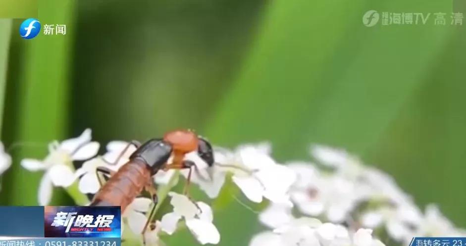户外远离虫子的方法,哪些虫子在户外小朋友是不能碰的