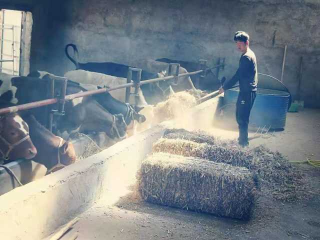 赵家树村：乡村振兴路上争做六个先锋