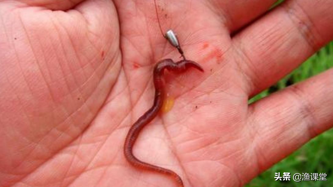 钓鱼挂蚯蚓的正确方法图解,钓鱼正确挂蚯蚓方法