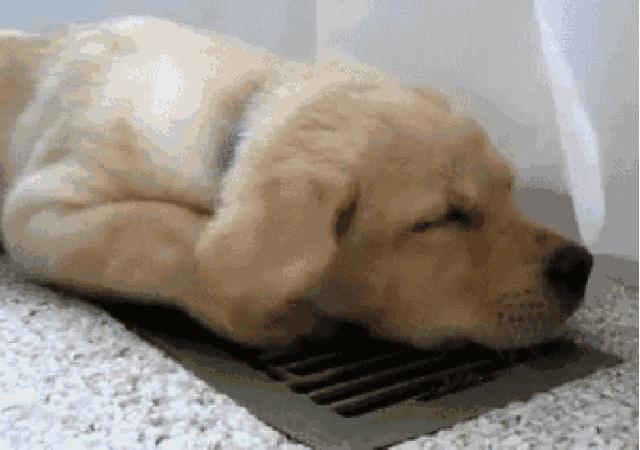 怎么分辨狗狗的种类图解,科普狗狗比较容易爆的的知识