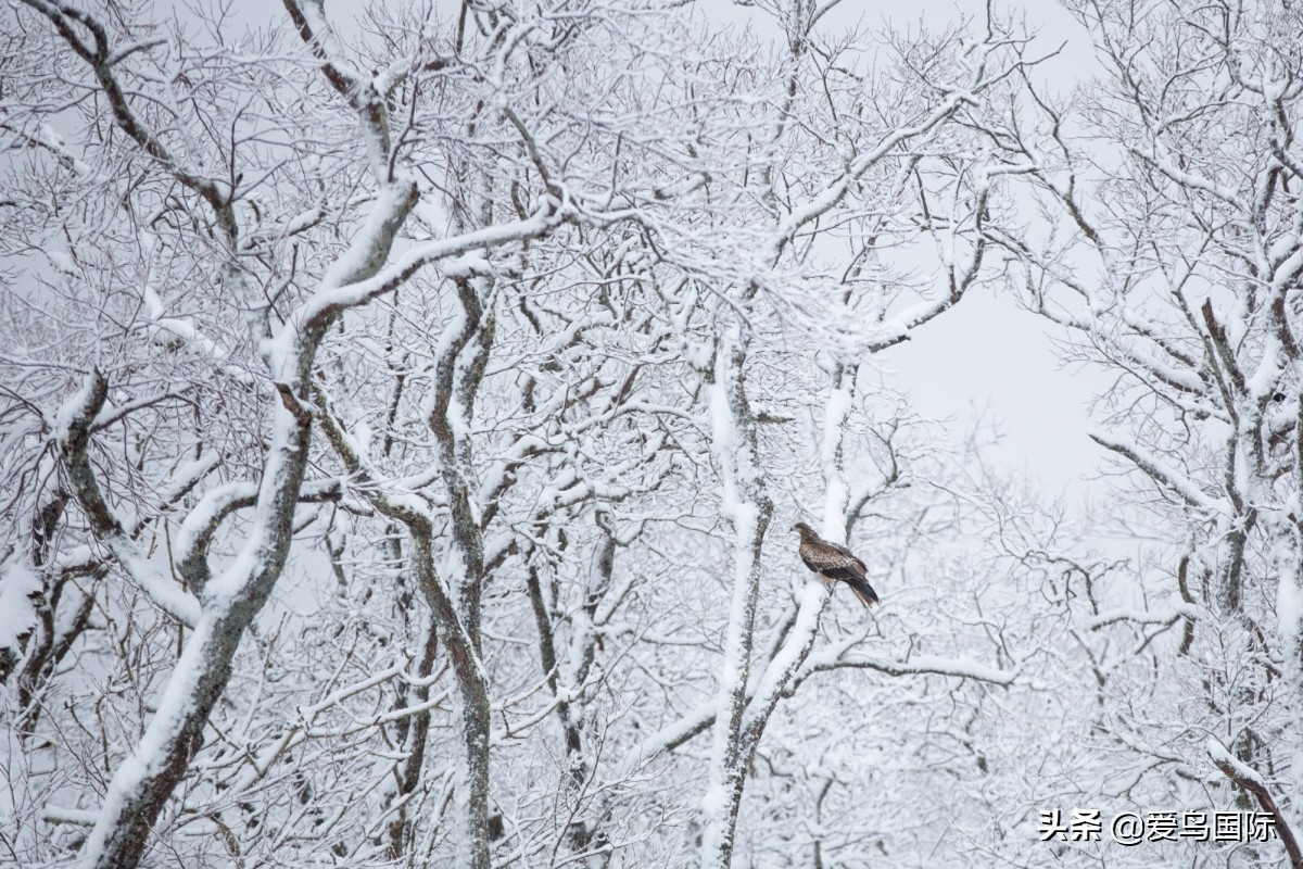 观鸟大年影片,观鸟大年在线观看