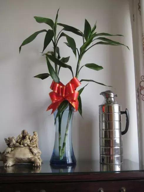 养富贵竹单数还是双数有什么讲究,富贵竹养几根有讲究吗