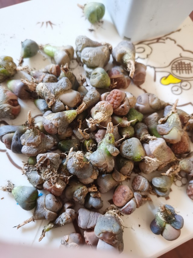 生石花网上购买靠谱吗,网购的生石花特别干巴怎么办