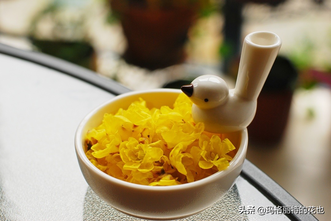 花园里四季常青的树,花园里四季都绿的植物