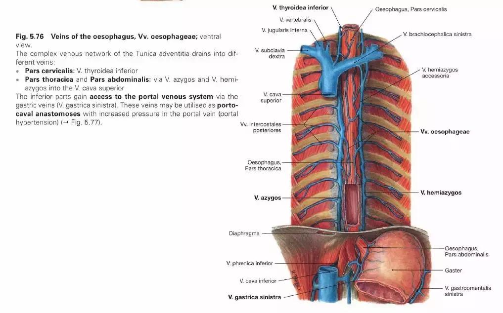 食管动脉血供来源,食管淋巴引流区