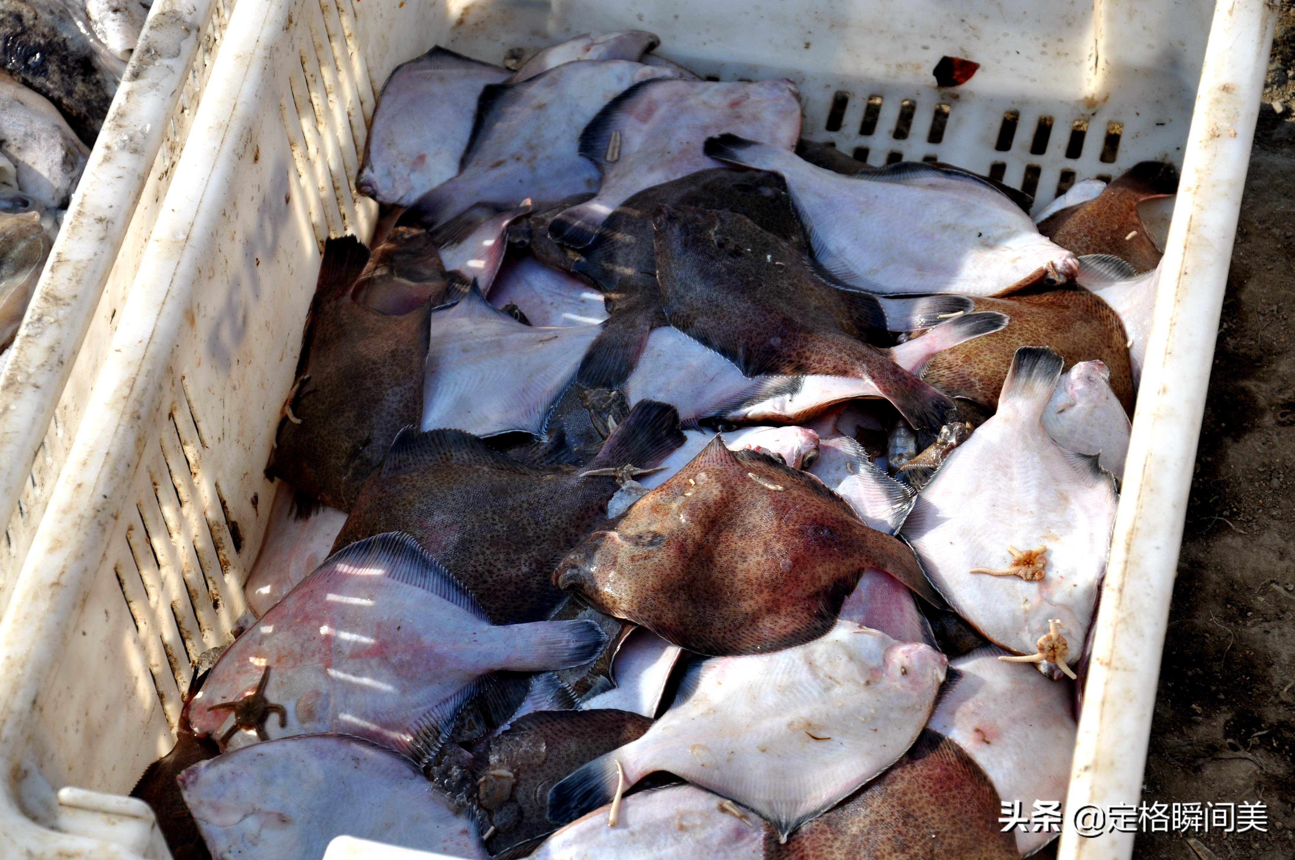 青岛小海鲜,青岛码头小海鲜价格