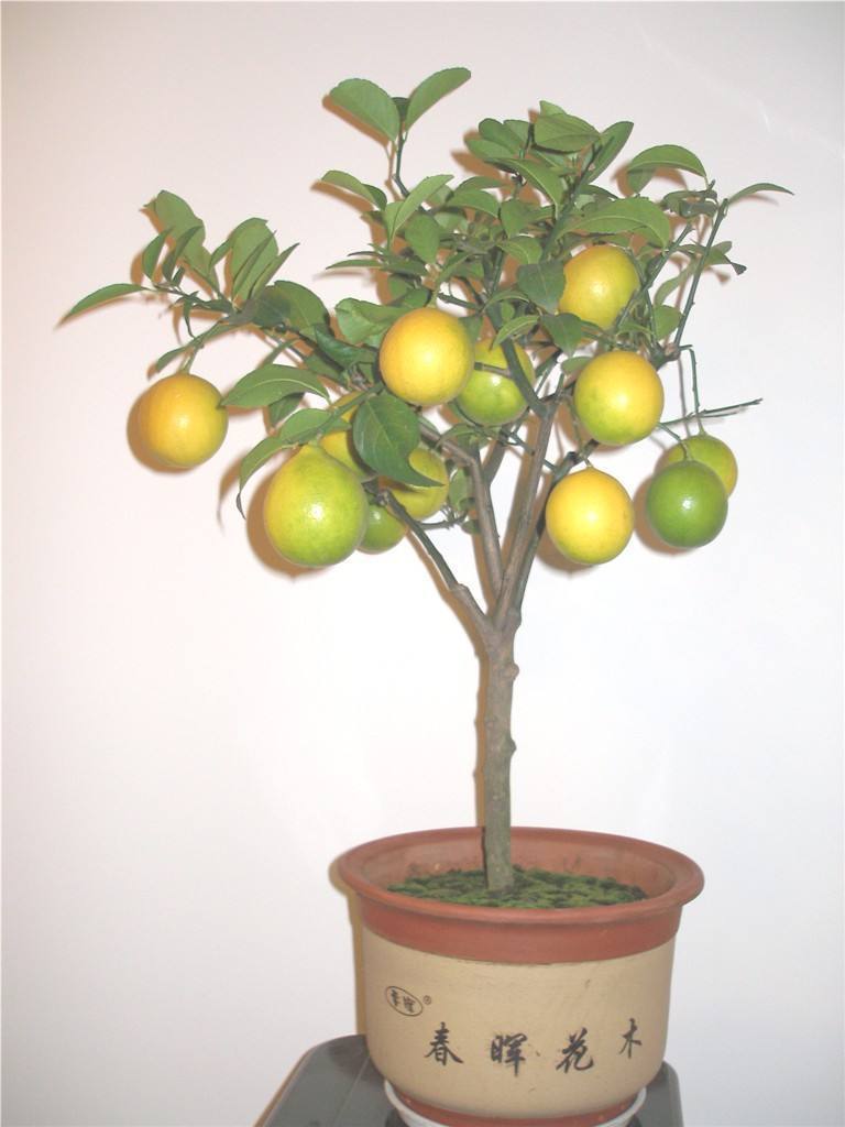 花盆种果树能结果吗,用花盆种柠檬能结果吗