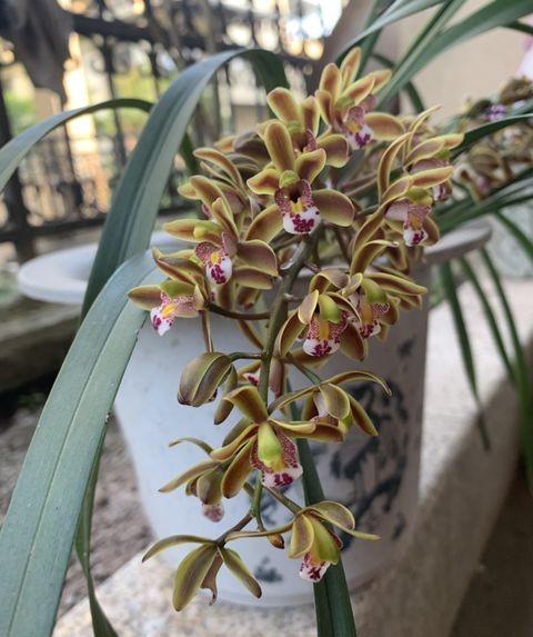 兰花开完花花杆怎么处理掉,兰花谢后怎样剪花梗