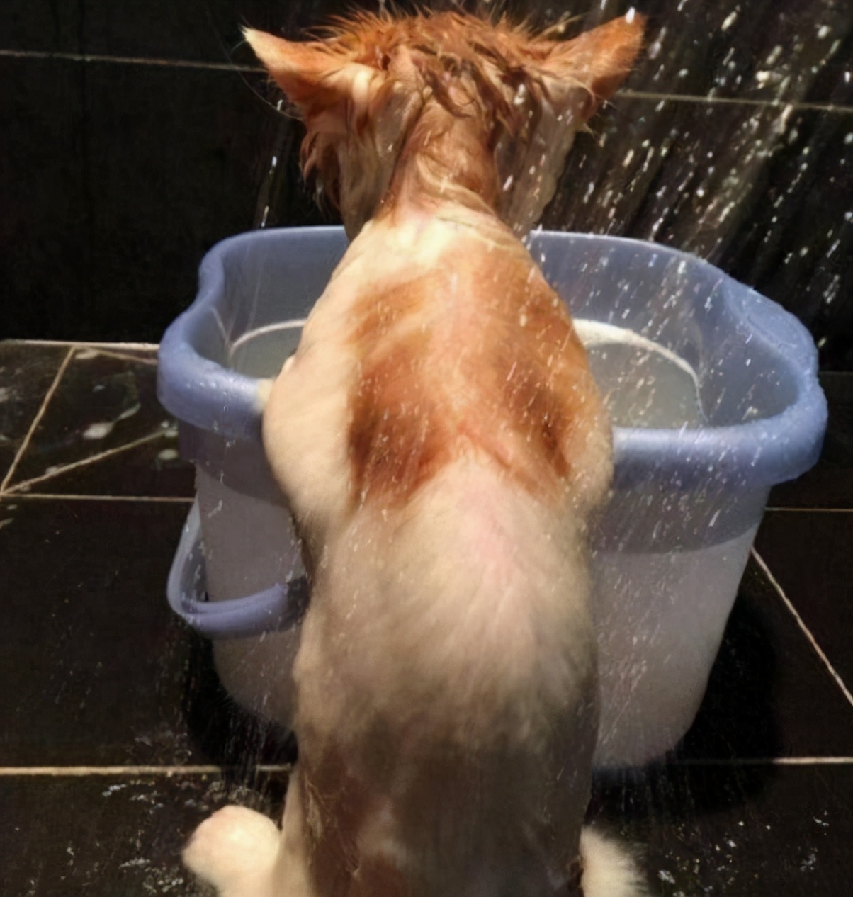 家里养的宠物猫咪需要洗澡吗,猫咪怎么养才不爬床