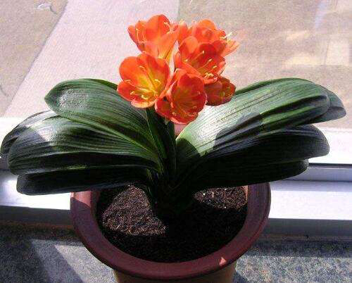 君子兰怎样养叶绿肥根壮,君子兰用什么肥叶绿叶厚