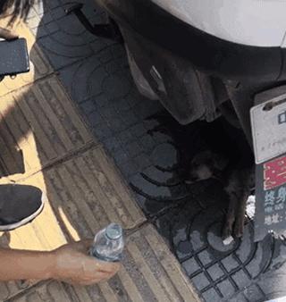 猫咪中暑可以吃点罐头补水吗,猫咪中暑打了针还不见好