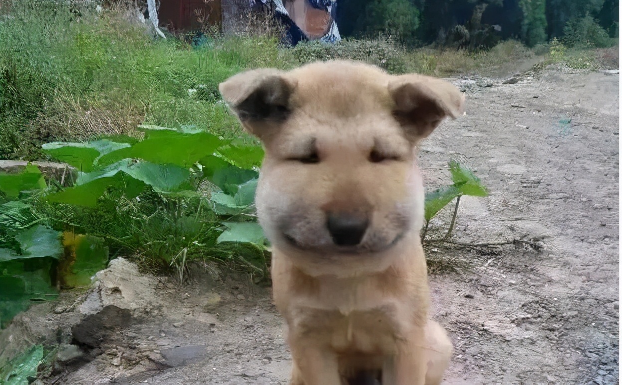 狗狗被马蜂蛰到了眼睛该怎么办,小奶狗被蜜蜂蛰了怎么办