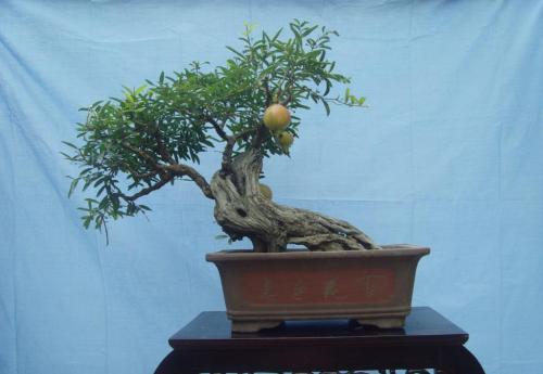 最简单制作盆景的入门技巧,制作盆景方法与注意事项