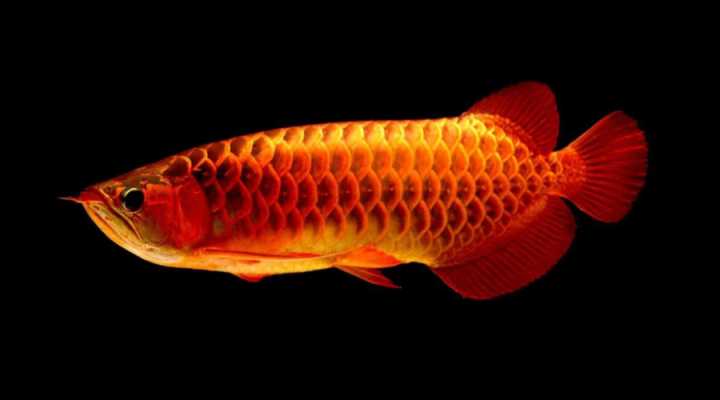 观赏鱼眼病的治疗方法有，养鱼就会用的上