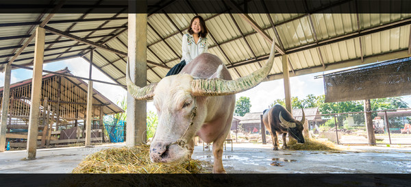 深度玩转泰国攻略,泰国游国际漫游