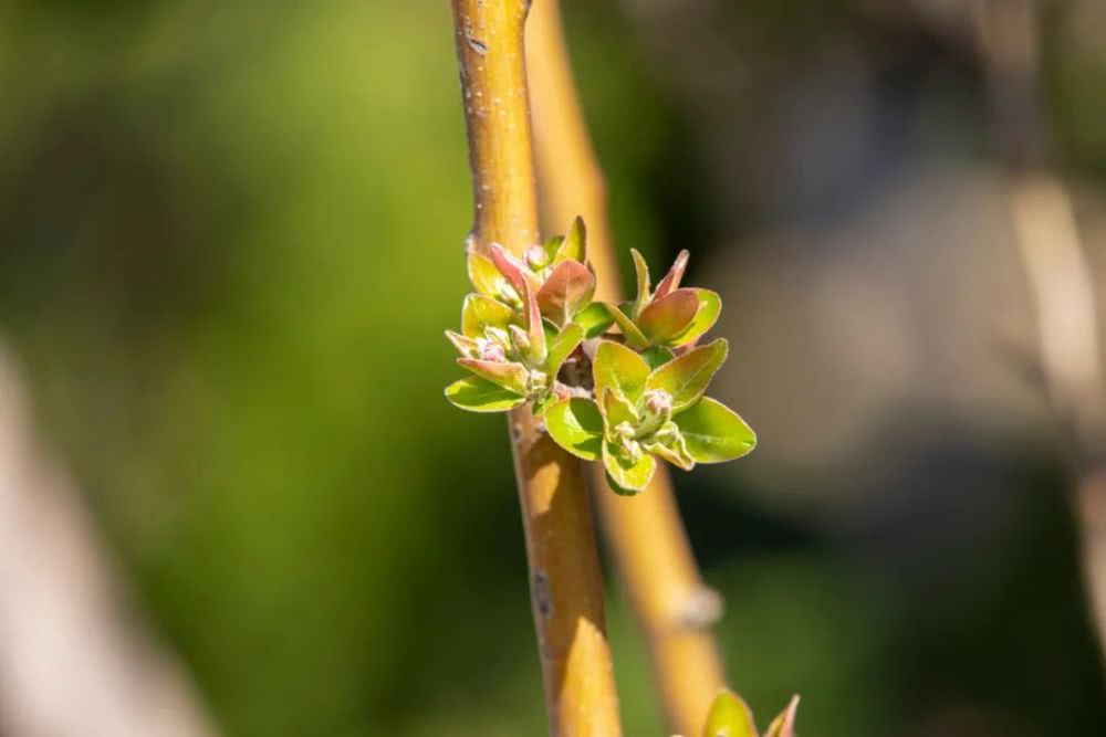 春天的野菜冬天吃很满足,春天的时蔬