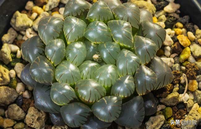 玉露的花语是什么意思,冰灯玉露的花语