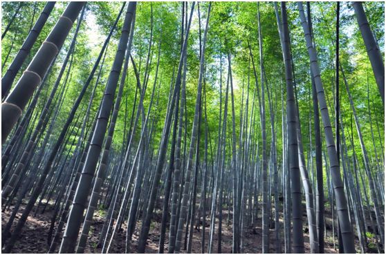 绵绵细雨江南雨,绵绵春雨雨中赏花