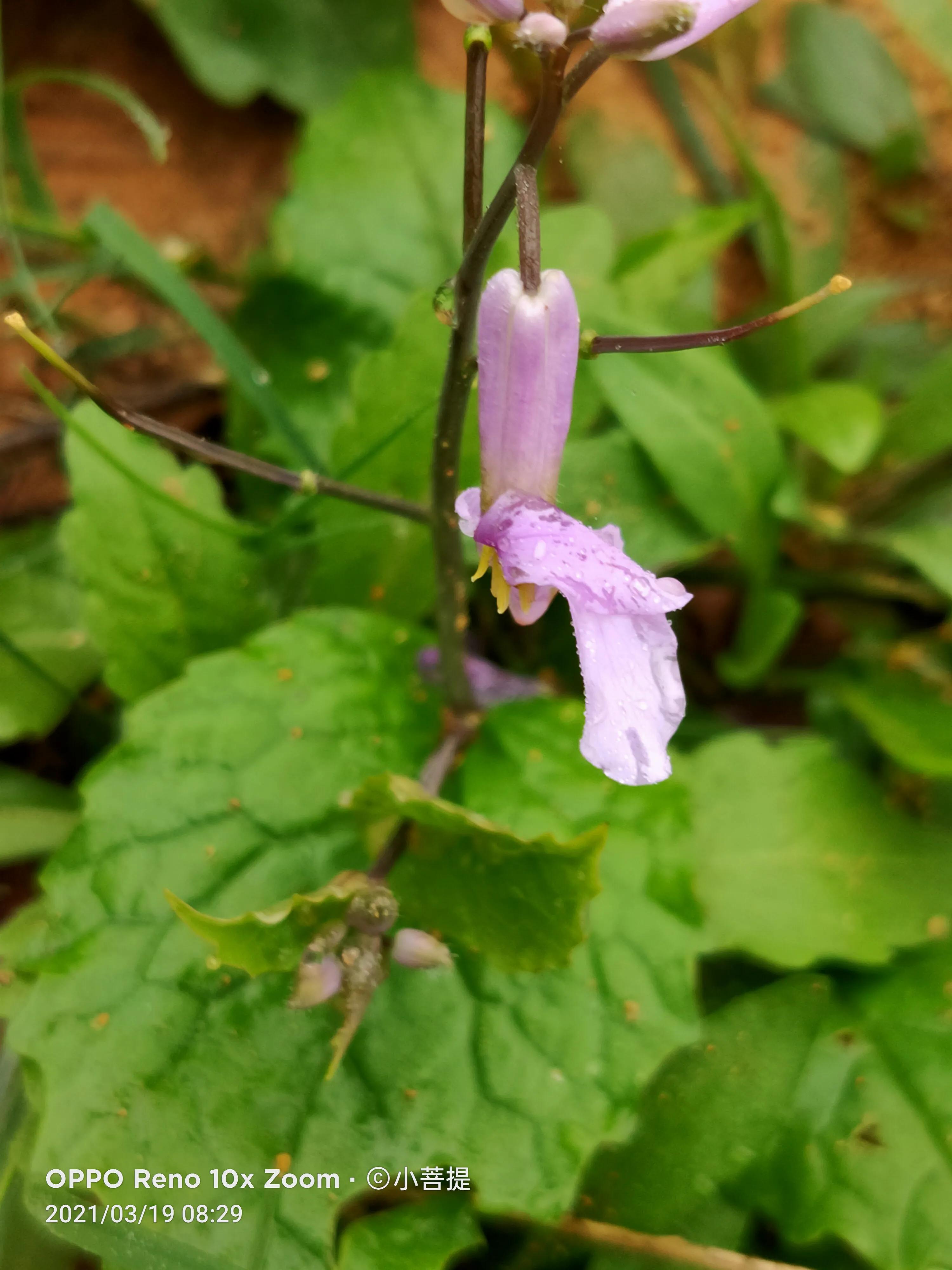 这种植物为成就蜀国屡次北伐功不可没