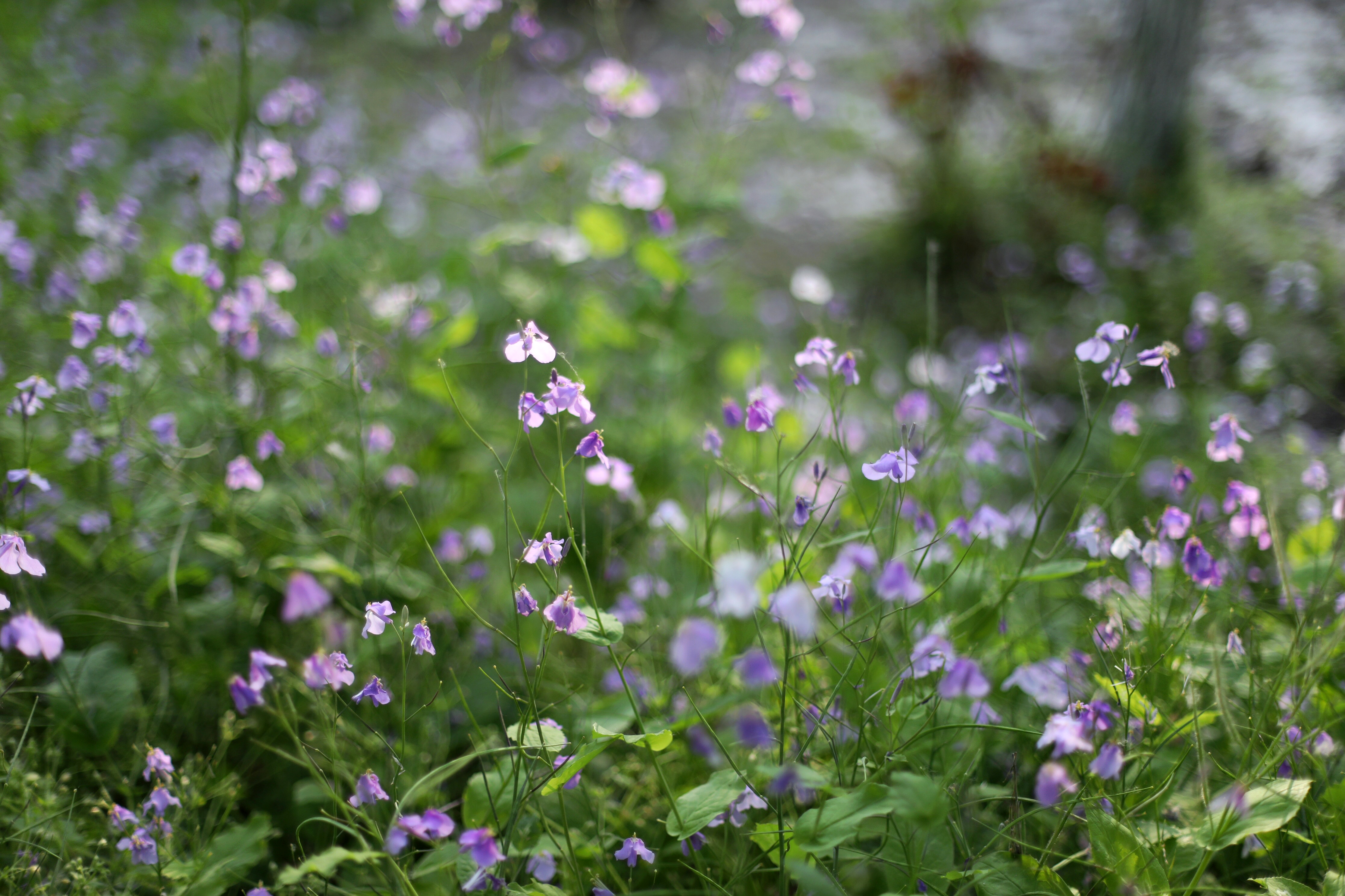 常熟沙家浜一日游结束,常熟水上花田沙家浜