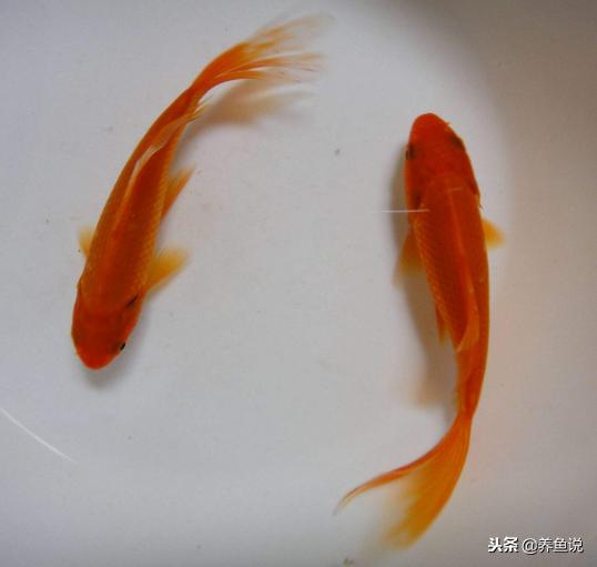 刚买回来的小金鱼没氧气怎么养,刚买回来的小金鱼沉不了底怎么办