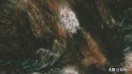 你们的猫咪猫癣怎么治好的,亲身经历的猫癣怎么治