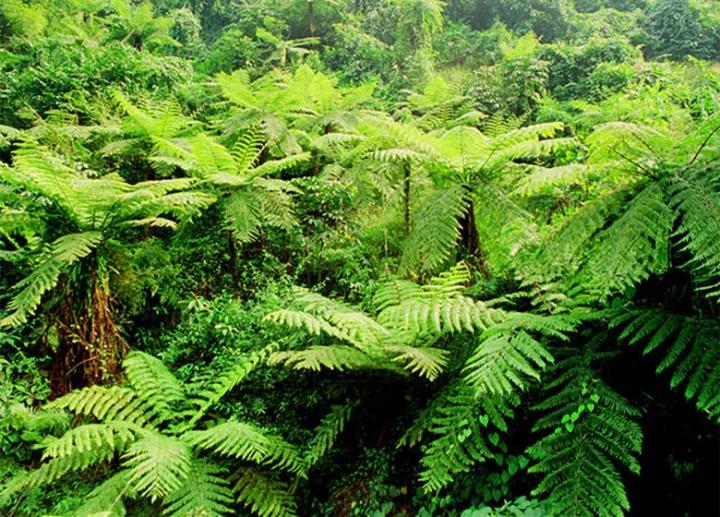 好奇旅游景点,赤水丹霞景区有哪些景点