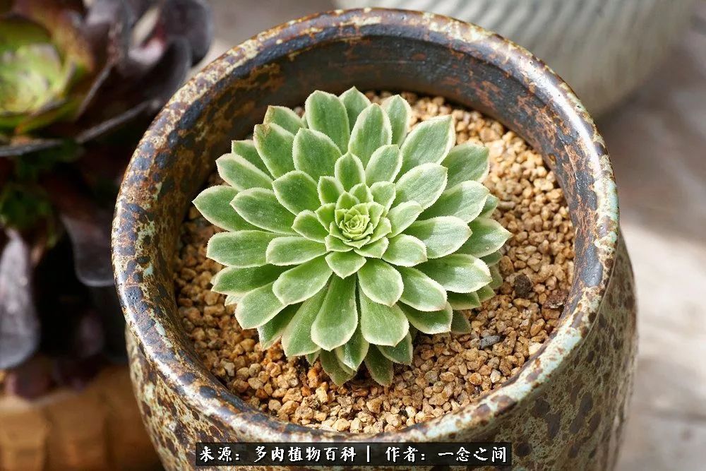 多肉牛群里的“七福神”（下）：男神篇！