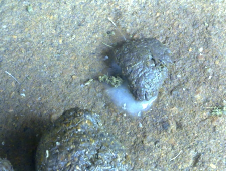 母猪流出黄色粘液多久能产,后备母猪排出乳白色的东西