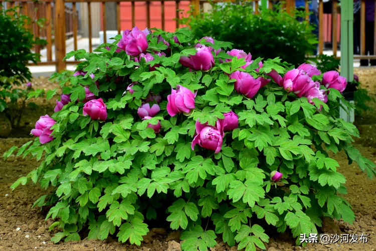 邢台看牡丹最佳地方,邢台牡丹基地在哪里