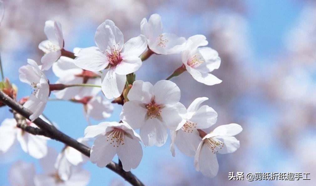 超好看的剪纸赶紧来学吧,简单漂亮樱花剪纸教程