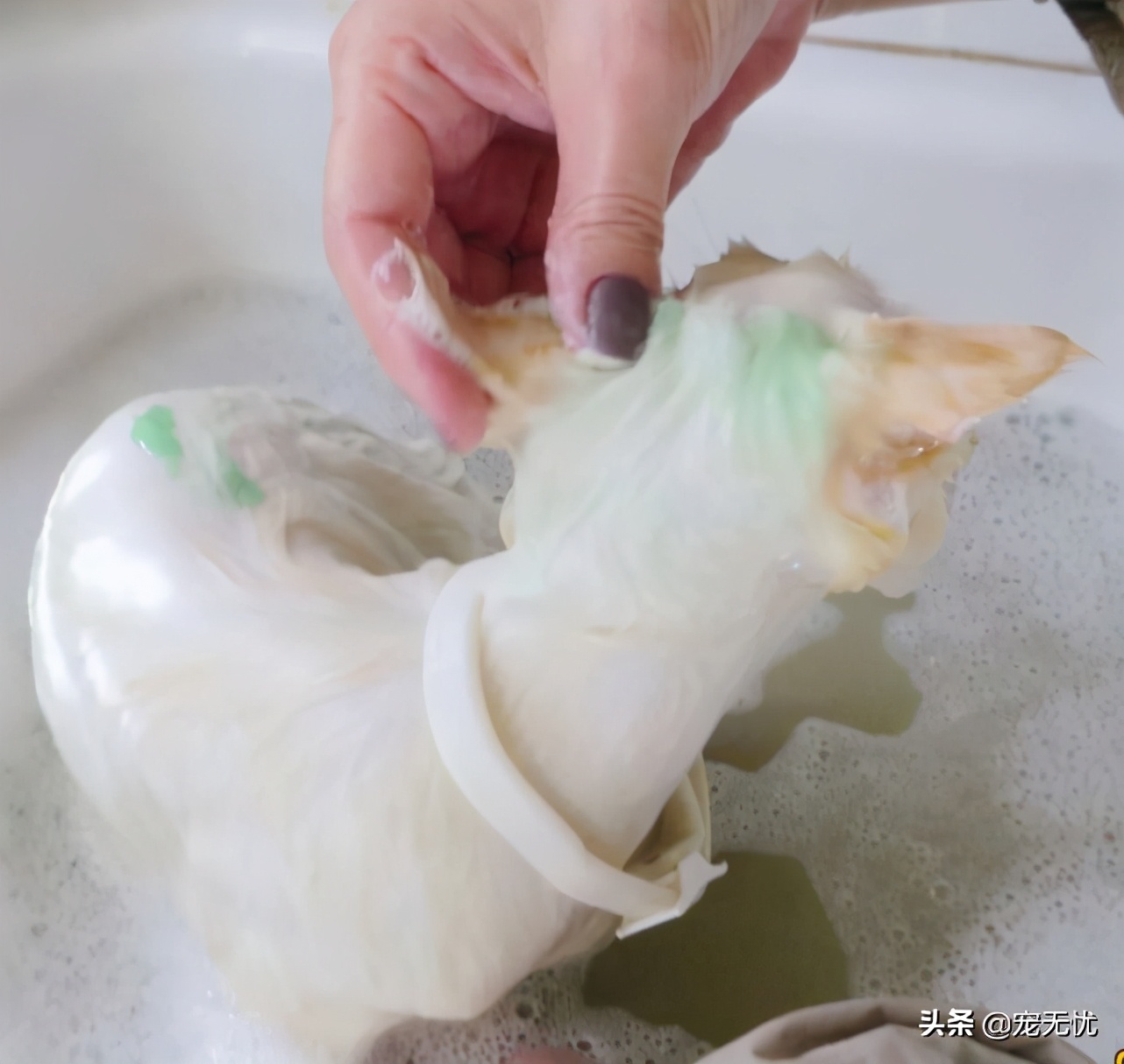 猫咪感染癣,猫咪感染猫癣怎么办