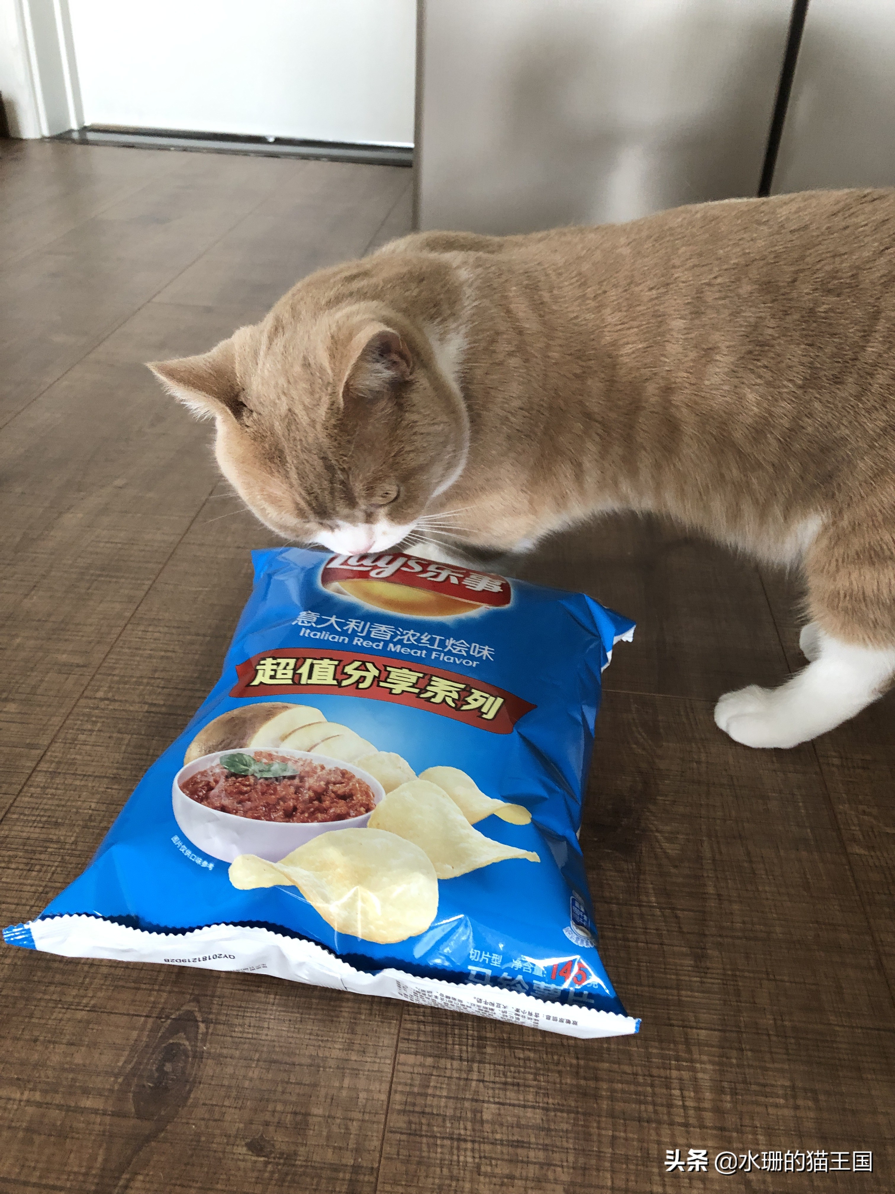 猫咪误食中毒了怎么办,猫咪食物中毒后如何急救