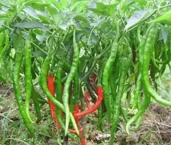 全世界辣椒排行榜前十,世界上十大辣椒排行榜