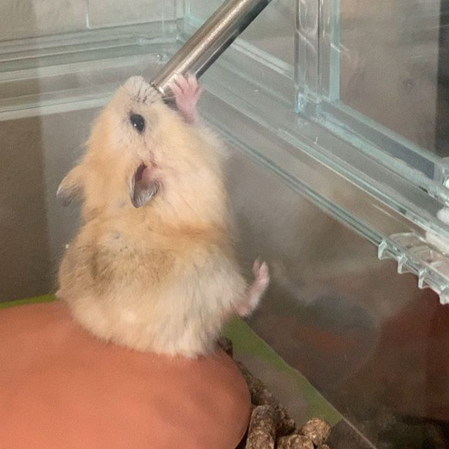 仓鼠渴了喝凉水吗,仓鼠渴了还会口水浴吗