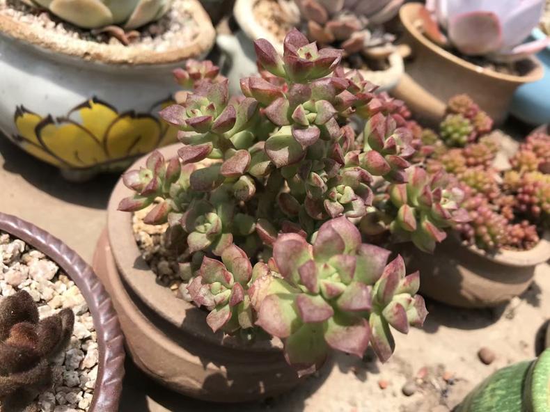 多肉叶子有斑,多肉叶子长斑是什么原因