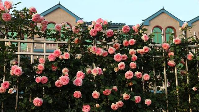 开满阳台爬藤最佳的选择,阳台种上这8种爬藤植物