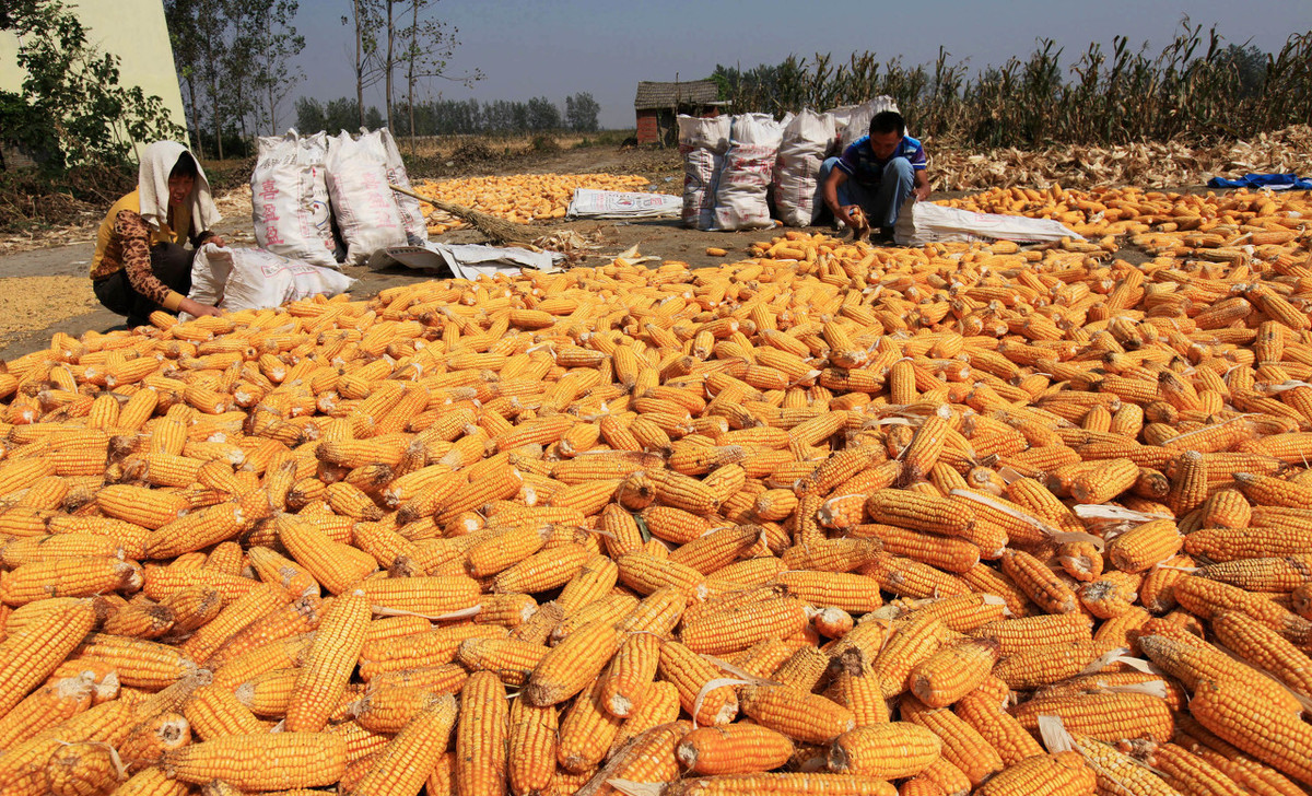 天气转暖怎么预防病虫,天气炎热大米生虫怎么防